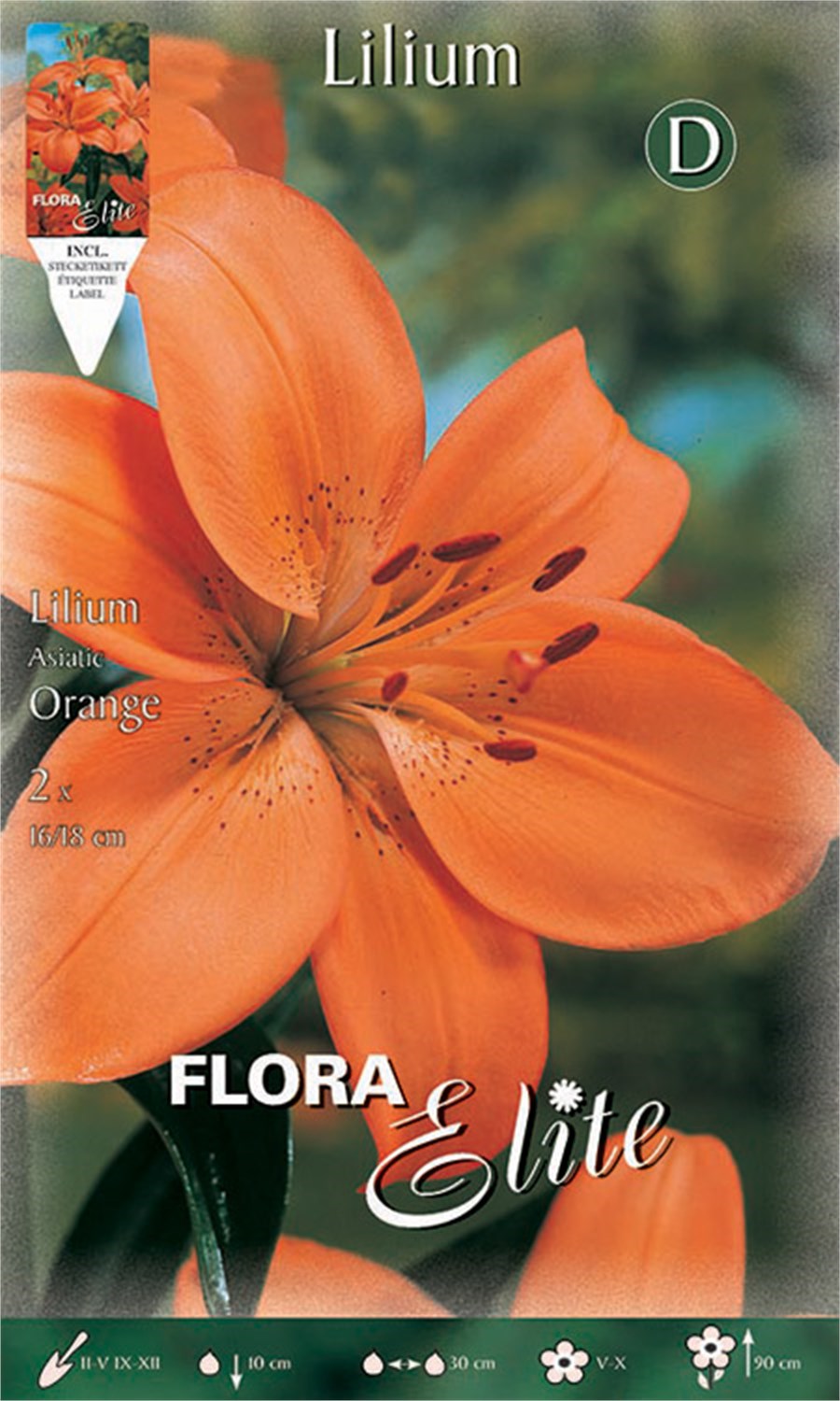 Λίλιουμ Asiatic Orange